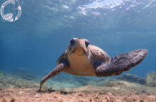 Μάριος, η θαλάσσια χελώνα στη Νάξο