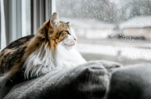 Βροχερός ο καιρός αύριο Τετάρτη (15/6), σύμφωνα με την πρόγνωση του meteo