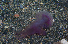 Το τσίμπημα από μωβ μέδουσα απαιτεί συγκεκριμένη αντιμετώπιση και προσοχή στα συμπτώματα