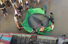 Το τεράστιο σαλάχι που έπιασαν ψαράδες στην Καμπότζη