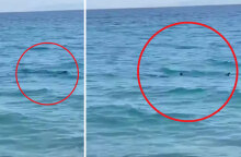 Καλαμάτα: Εμφανίστηκε καρχαριοειδές σε παραλία