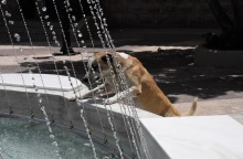 Καύσωνας: Σκύλος έχει ανέβει σε σιντριβάνι που ρίχνει νερό