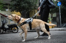 Σκύλος οδηγός κατευθύνει τυφλή κοπέλα