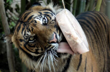 Τίγρης γλείφει τον πάγο με το κρέας στον Ζωολογικό Κήπο της Ρώμης, καθώς ο καύσωνας επιμένει