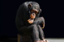chimpanzee-attiko-zvologiko-parko.jpg