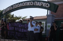 Θανάτωση χιμπατζή: Τι αναφέρει το πόρισμα για το Αττικό Πάρκο