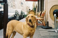 Σκύλος στο Παρίσι