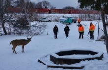 Κάροτ, το ελάφι που τραυματίστηκε στο κεφάλι από βέλος