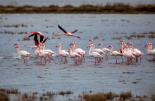 Φλαμίνγκο - φωτογραφία αρχείου