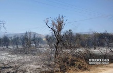 Φωτιά στη Νέα Κίο Αργολίδας 