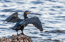 Κορμοράνος