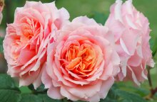 Εορτολόγιο: Σήμερα 17 Οκτωβρίου γιορτάζει…