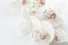 Εορτολόγιο: Σήμερα 21 Νοεμβρίου γιορτάζει…