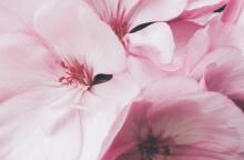 Εορτολόγιο: Σήμερα 1 Δεκεμβρίου γιορτάζει…