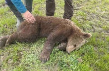 Νεαρό αρκουδάκι απελευθερώθηκε από παράνομη θηλιά για αγριογούρουνα στις Πρέσπες - Σώθηκε με παρέμβαση  περιβαλλοντικής οργάνωσης.