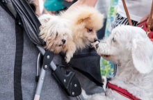 Η Αθήνα απέκτησε το πρώτο δημοτικό κτηνιατρείο - Φροντίδα και δωρεάν ιατροφαρμακευτική περίθαλψη - Κώστας Μπακογιάννης: Σηματοδοτεί τον πολιτισμό στην πράξη.