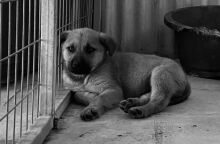 Η παράταξη Μπακογιάννη καταγγέλλει συνεχόμενους θανάτους ζώων φιλοξενούμενων στο Καταφύγιο Αδεσπότων 