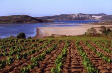 Limnos Organic Wines
