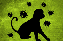 Ευλογιά των πιθήκων: Τι γνωρίζουμε σήμερα;