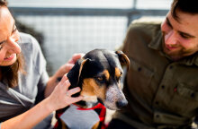 Pet Regret: Τα ανεπιθύμητα ζώα της πανδημίας