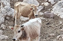 Αποστεωμένες αγελάδες στη Θεσπρωτία