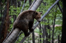 Νεαρή αρκούδα στη Φλώρινα