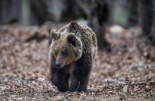 Νεκρές αρκούδες στη βόρεια Ελλάδα – Γιατί εκφράζουν ανησυχίες όσοι εργάζονται για την προστασία του απειλούμενου θηλαστικού.