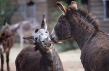 Στη Γαϊδουροχώρα