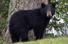 vfetr3fg_black-bear-generic_625x300_12_august_19