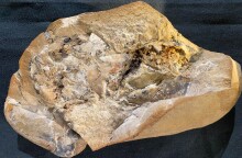 Η αρχαιότερη καρδιά, ηλικίας 380 εκατομμυρίων ετών, εντοπίστηκε σε ψάρι