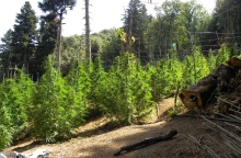 Δενδρύλλια κάνναβης στον Όλυμπο