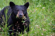 Μαύρη Αρκούδα