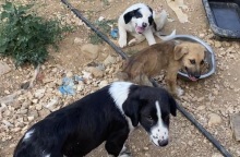 Eθελοντές αναφέρουν πώς το κυνοκομείο δημιουργήθηκε από τον δήμο Ζηρού, ο οποίος κάνει λόγο για προβοκάτσια – Σκληρές εικόνες. 