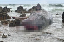 Νεκρή φάλαινα στην Αυστραλία