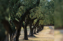 Δέντρα ελιές