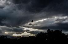 Μαύρα σύννεφα και ένα πουλάκι που πετά τον ορίζοντα