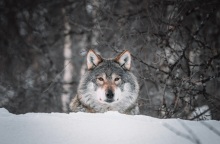 Λύκος κατέβηκε σε κατοικημένη περιοχή στην Ημαθία - Διανομέας φαγητού τον συνάντησε στο δρόμο, την ώρα που πήγαινε παραγγελία.