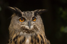 Ο μπούφος της ελληνικής υπαίθρου ίσως κρύβει τη λύση στο μεγάλο πρόβλημα που αντιμετωπίζουν οι αγρότες της Θεσσαλίας, λόγω του μεγάλου πληθυσμού τρωκτικών. 