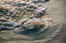 Μέδουσα σε παραλία