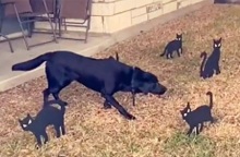 Halloween 2022: Ένα λαμπραντόρ ριτρίβερ έγινε viral στο TikTok με την απρόσμενη αντίδρασή του μπροστά σε μια παρέα από μαύρες γάτες.