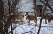 28η Οκτωβρίου: Μουλάρια και άλογα, τα «ζώα του πολέμου» που επιστρατεύτηκαν το 1940 από την Κρήτη μαζί με τους άνδρες οι οποίοι έφυγαν για τη μάχη