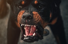 Τρομακτικό βίντεο: Σκύλος τρέχει στο δρόμο με ένα ανθρώπινο κεφάλι στο στόμα στην πολιτεία Σακατέκας του Μεξικού, που μαστίζεται από τη βία.