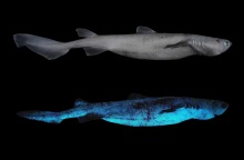 Φωτογραφήθηκε από Βέλγο επιστήμονα καρχαρίας του είδους kitefin: Το δέρμα του λάμπει σε βάθος 800 μέτρων - Πώς εξηγείται το φαινόμενο της βιοφωταύγειας.