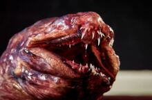 Επιστήμονες ανακάλυψαν εντυπωσιακά πλάσματα στα βάθη της θάλασσας στα νησιά Κόκος στον Ινδικό Ωκεανό