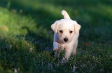 Πώς η ανατροφή του σκύλου επηρεάζει τη συμπεριφορά του - Οι συμπεριφορές που πρέπει να αποφεύγονται - Ο ρόλος της ηλικίας