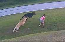 Ένα εξάχρονο αγόρι από τη Φλόριντα κινδύνευσε σοβαρά όταν δέχτηκε επίθεση από τον σκύλο ενός γείτονα - Η ηρωική παρέμβαση του Τανκ έγινε viral.