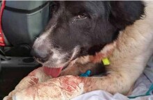 Τραυματισμένος σοβαρά σκύλος μετά την κακοποίηση από τον ιδιοκτήτη του