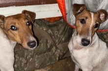 Ανεμβολίαστα κουτάβια σε εμπόλεμες και μη περιοχές: Ο Όνυξ και η Λέιζι, ο έρανος του φιλοζωικού οργανισμού UAnimals.