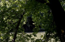 Θανατηφόρα ασθένεια «θερίζει» υπεραιωνόβια πλατάνια σε έκταση χιλίων στρεμμάτων στη Φθιώτιδα - Τι είναι το μεταχρωματικό έλκος που απειλεί τα ιστορικά δέντρα.