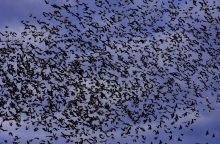 Εύβοια - Αργολίδα: Σπάνιο θέαμα αντίκρισαν οδηγοί και περαστικοί - Ψαρόνια κάλυψαν μαζικά τον ουρανό - Το σκηνικό θύμισε «Τα Πουλιά» του Άλφρεντ Χίτσκοκ.